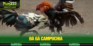 đá gà campuchia